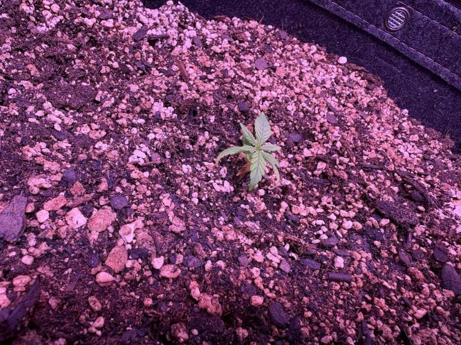 FastBuds Indoor DIY Automation Grow. Week 2