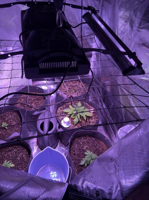 FastBuds Indoor DIY Automation Grow. Week 2