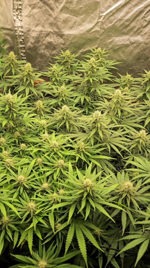 critical orange punch blooming