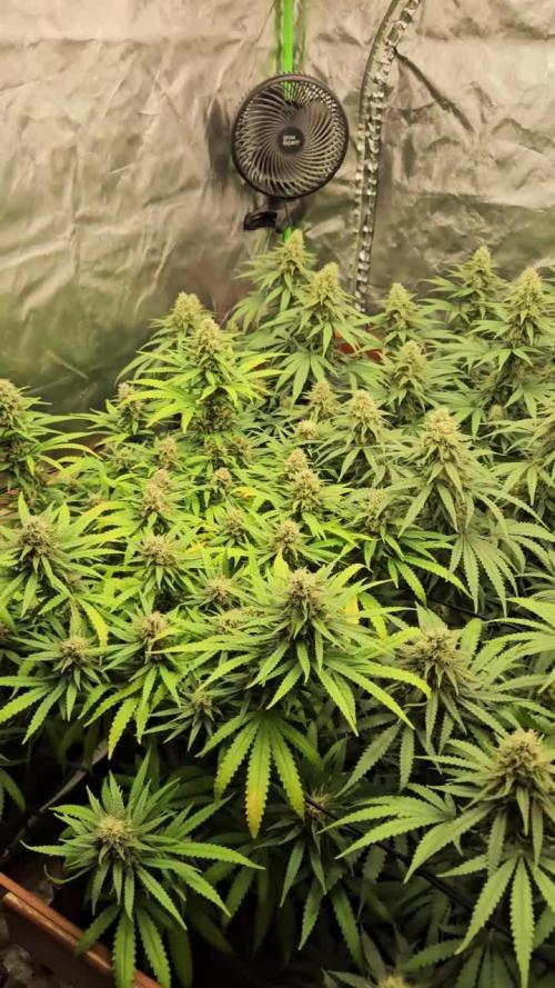 critical orange punch blooming