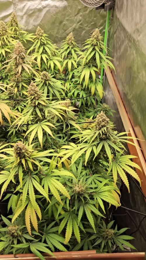 critical orange punch blooming