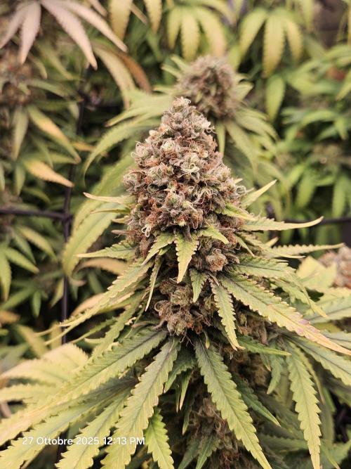 critical orange punch blooming. Week 10