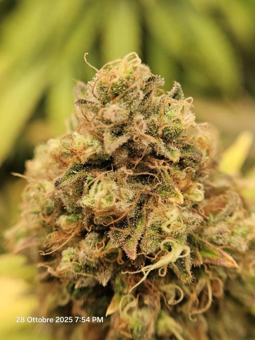 critical orange punch blooming. Week 10