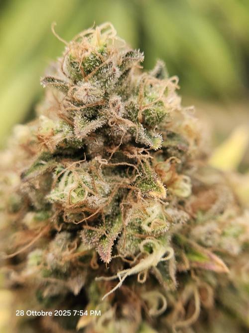 critical orange punch blooming. Week 10