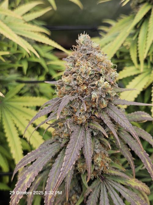 critical orange punch blooming. Week 10