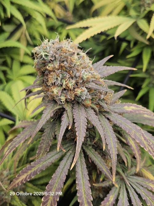 critical orange punch blooming. Week 10