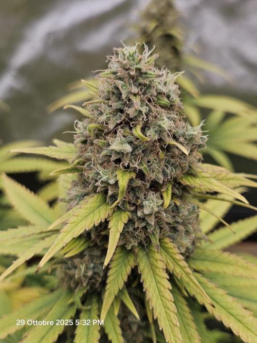 critical orange punch blooming. Week 10