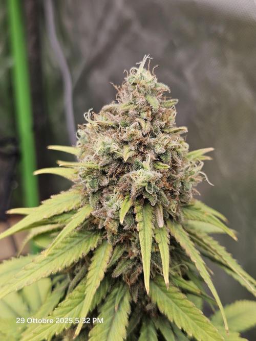 critical orange punch blooming. Week 10