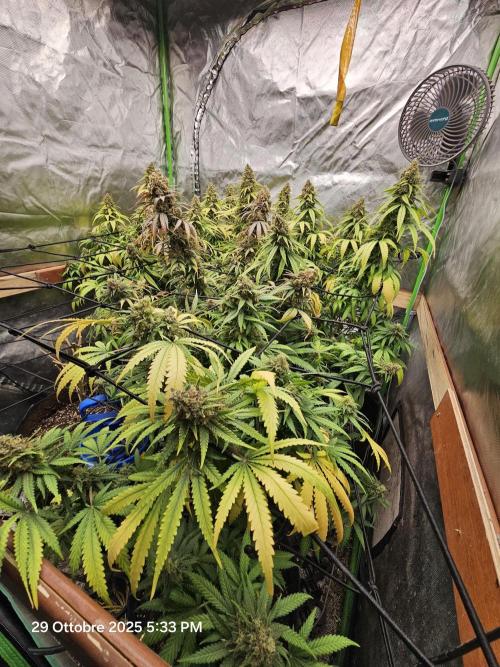 critical orange punch blooming. Week 10