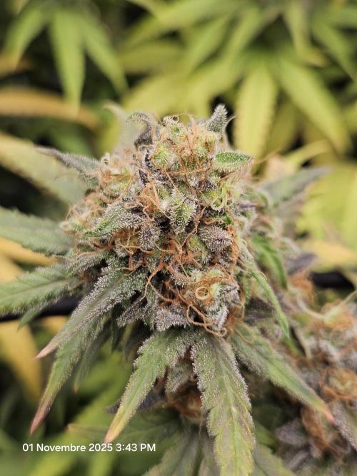 critical orange punch blooming. Week 10