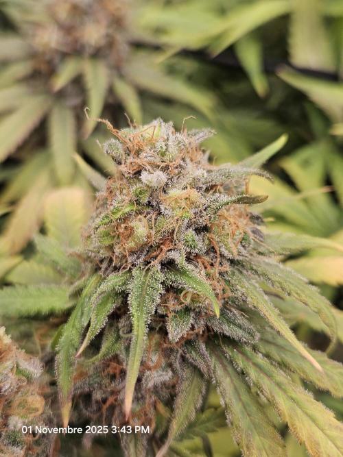 critical orange punch blooming. Week 10