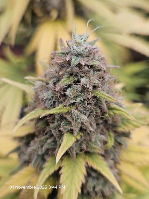 critical orange punch blooming. Week 10