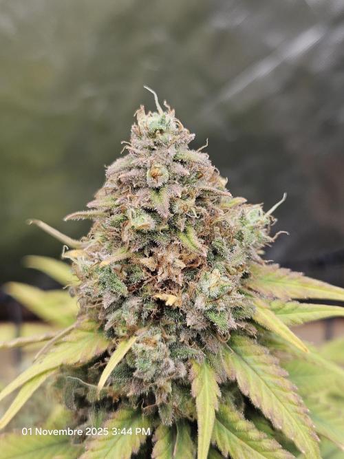 critical orange punch blooming. Week 10