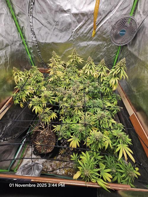 critical orange punch blooming. Week 10