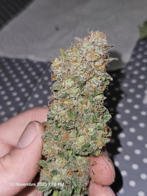 critical orange punch blooming. Week 10