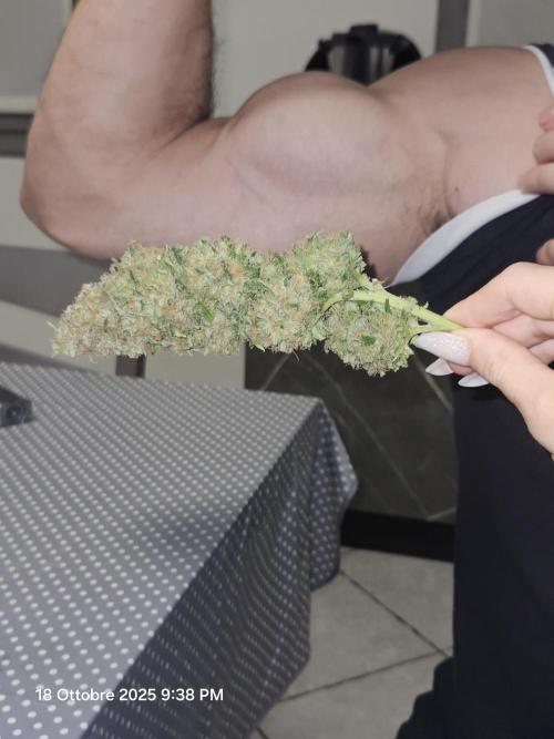 critical orange punch blooming. Week 10