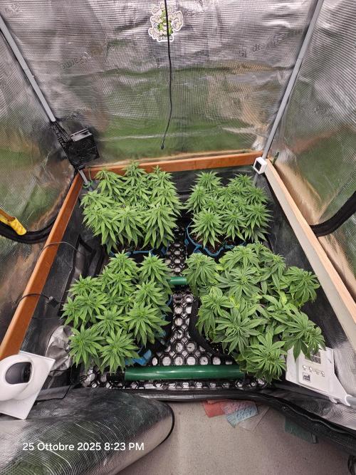 Three Sisters and a Tourist. Week 10