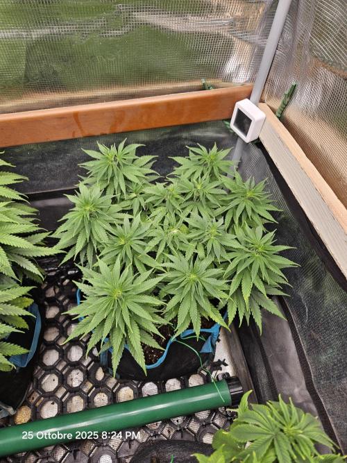 Three Sisters and a Tourist. Week 10