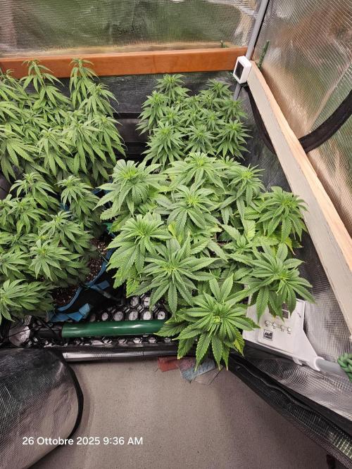 Three Sisters and a Tourist. Week 10