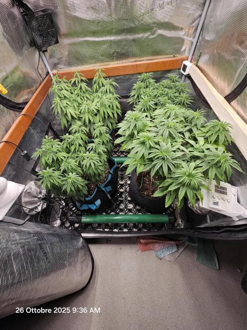 Three Sisters and a Tourist. Week 10