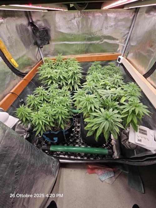 Three Sisters and a Tourist. Week 10