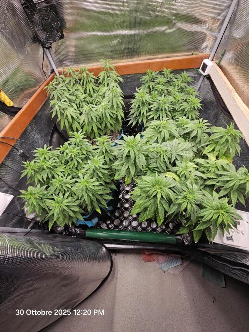 Three Sisters and a Tourist. Week 10