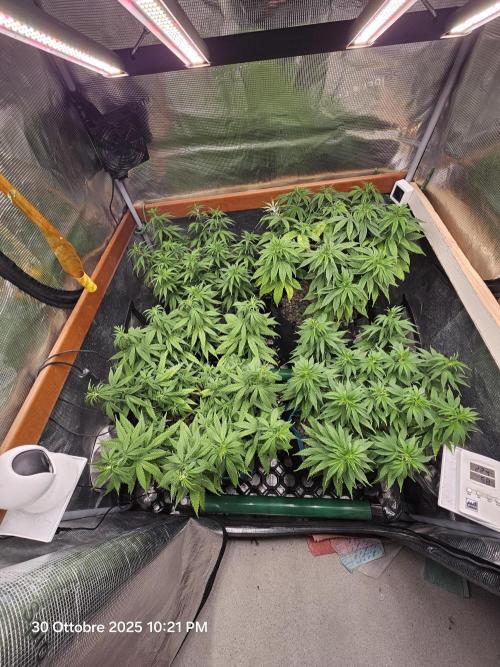 Three Sisters and a Tourist. Week 10