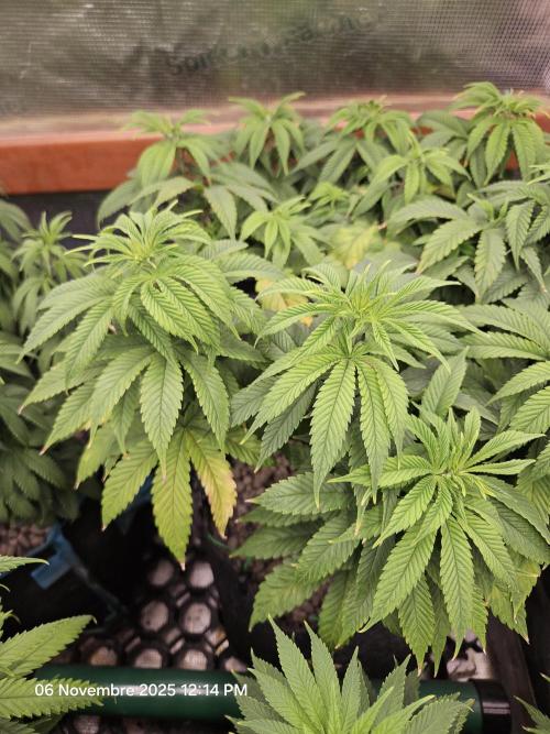 Three Sisters and a Tourist. Week 11