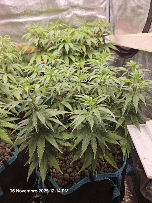 Three Sisters and a Tourist. Week 11