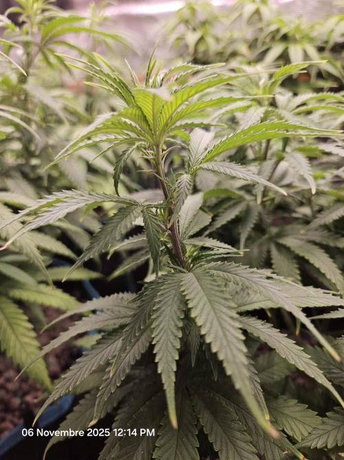 Three Sisters and a Tourist. Week 11