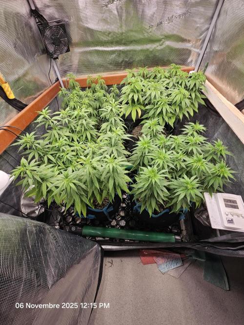 Three Sisters and a Tourist. Week 11