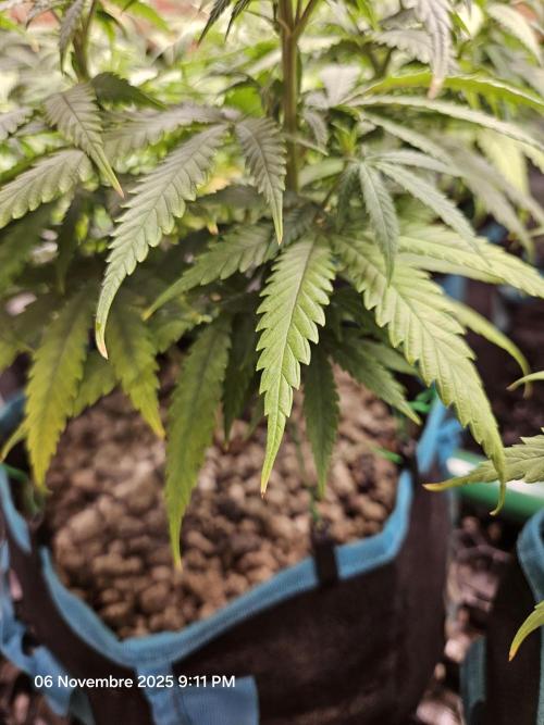 Three Sisters and a Tourist. Week 11