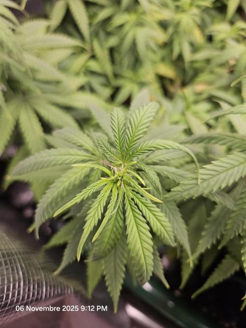 Three Sisters and a Tourist. Week 11