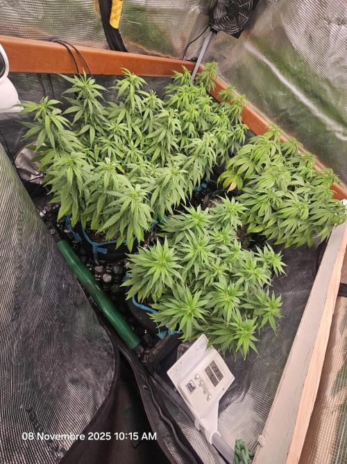 Three Sisters and a Tourist. Week 11