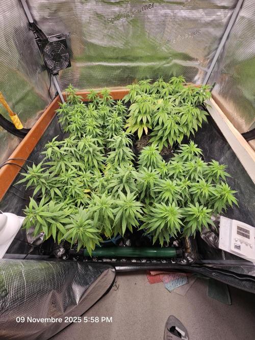 Three Sisters and a Tourist. Week 11