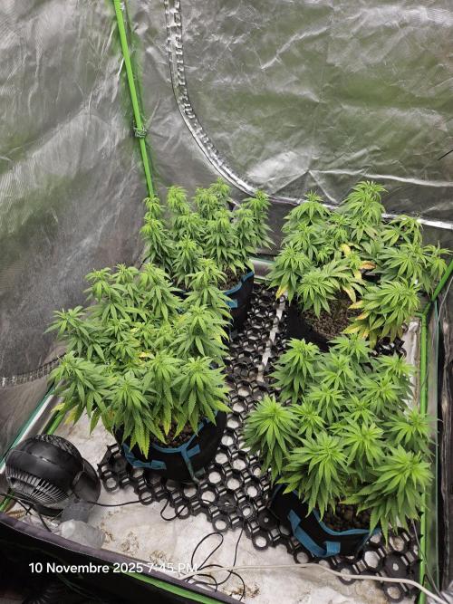 Three Sisters and a Tourist. Week 12