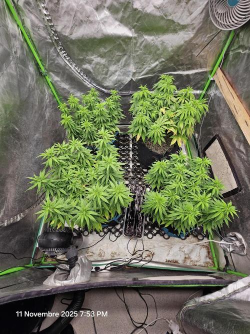 Three Sisters and a Tourist. Week 12