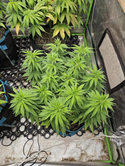 Three Sisters and a Tourist. Week 12