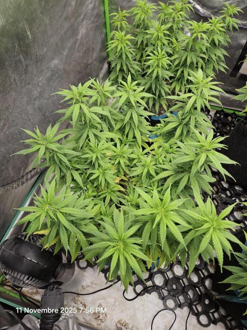 Three Sisters and a Tourist. Week 12