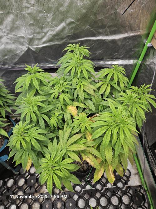 Three Sisters and a Tourist. Week 12