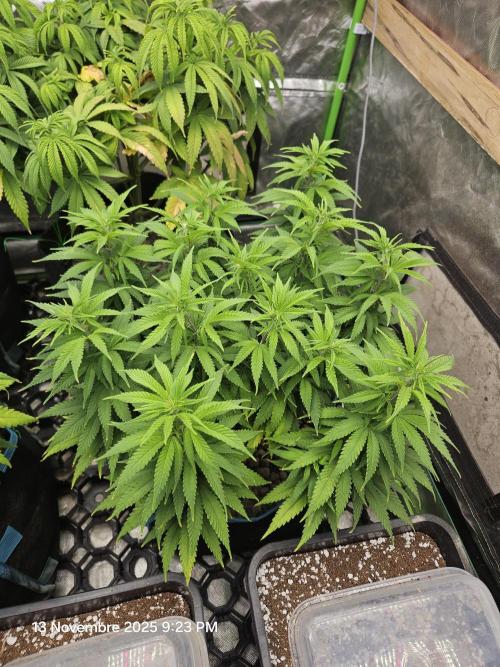 Three Sisters and a Tourist. Week 12