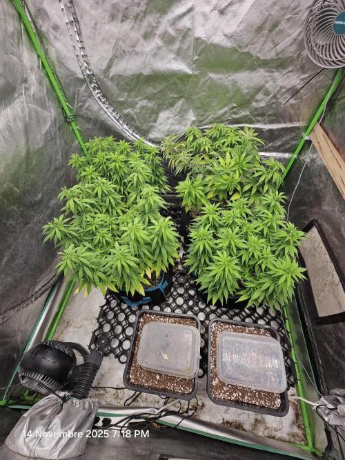 Three Sisters and a Tourist. Week 12