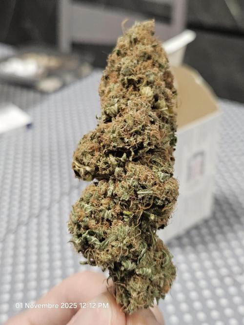 critical orange punch blooming. Week 11