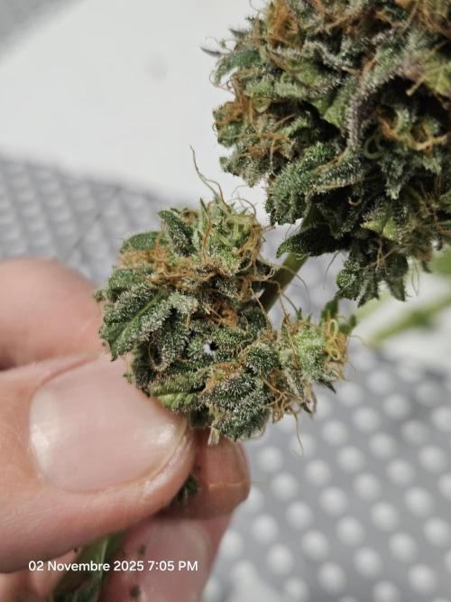 critical orange punch blooming. Week 11