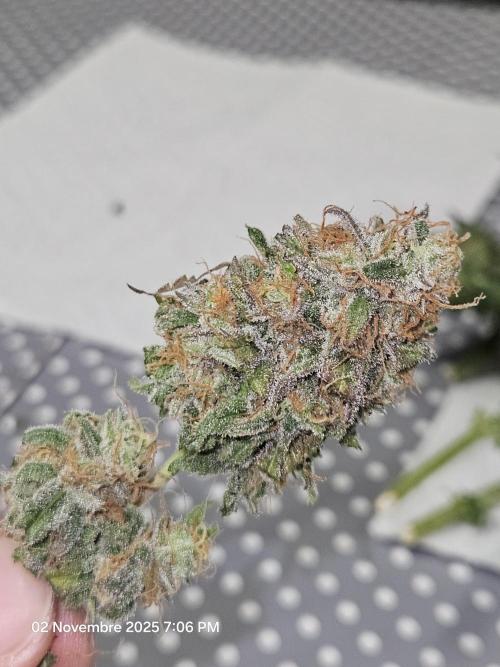 critical orange punch blooming. Week 11