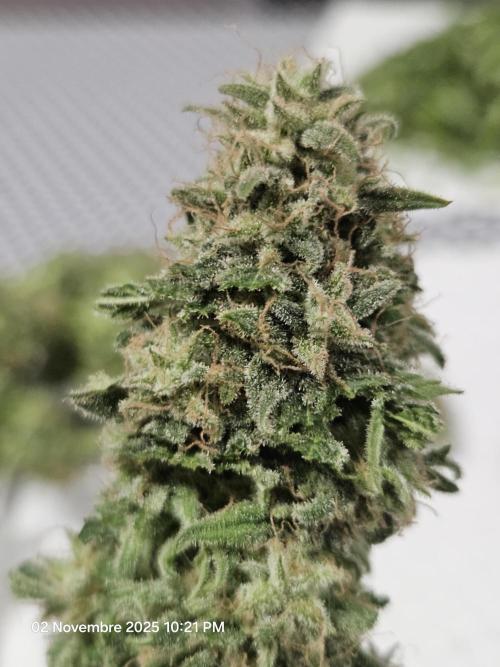 critical orange punch blooming. Week 11