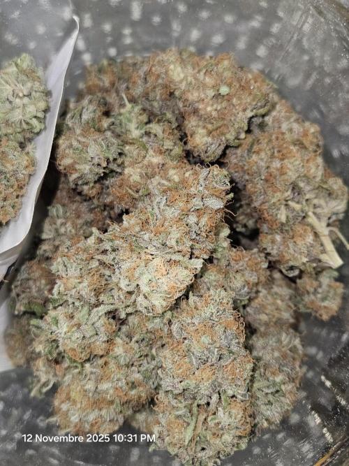 critical orange punch blooming. Week 11