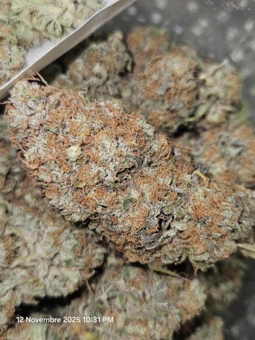 critical orange punch blooming. Week 11