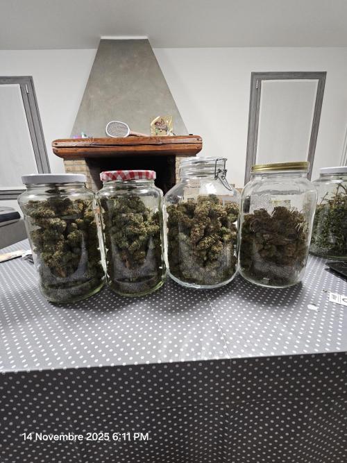 critical orange punch blooming. Week 11