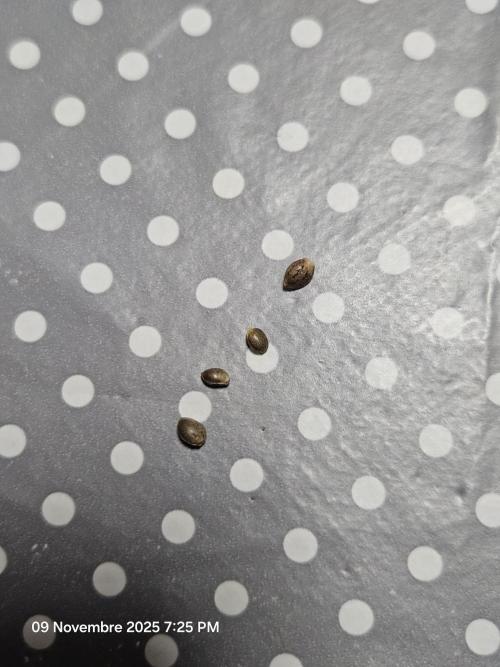 First Time in Coco... Send Help. Week 0